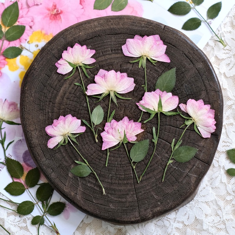 12個入り、本物の乾燥圧縮花、携帯電話ケースDIY用、ピンク - Resin Craft Ideas のレビューと価格