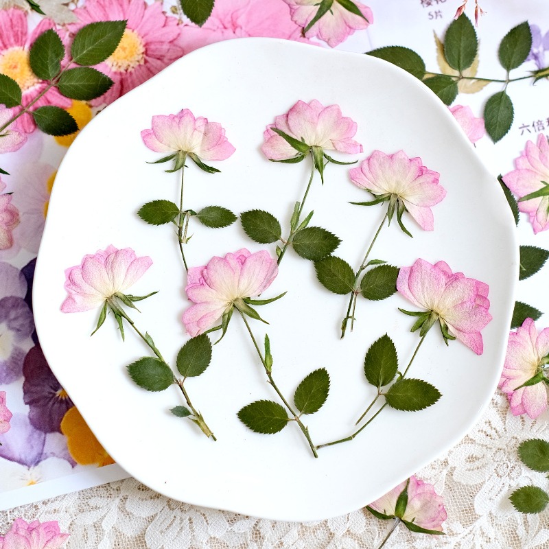 12個入り、本物の乾燥圧縮花、携帯電話ケースDIY用、ピンク - Resin Craft Ideas のレビューと価格